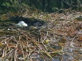 Western Grebe