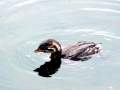 Western Grebe