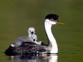 Western Grebe