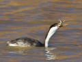 Western Grebe