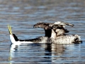 Western Grebe