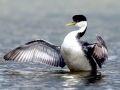 Western Grebe