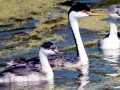 Western Grebe