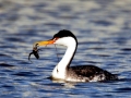 Western Grebe