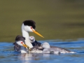 Western Grebe