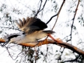 Western Grebe