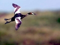 Western Grebe