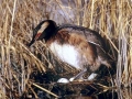 Western Grebe