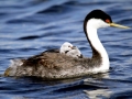 Western Grebe