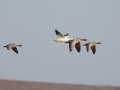 Western Grebe