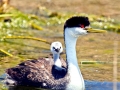 Western Grebe