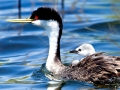 Western Grebe