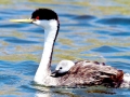 Western Grebe