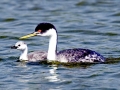Western Grebe