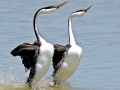 Western Grebe
