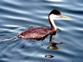 Western Grebe