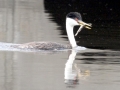 Western Grebe