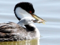 Western Grebe