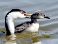 Western Grebe