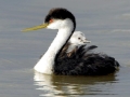Western Grebe