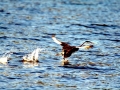 Western Grebe