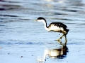 Western Grebe