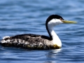 Western Grebe