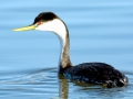 Western Grebe
