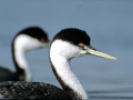 Western Grebe