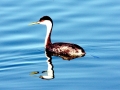 Western Grebe
