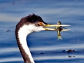 Western Grebe