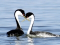 Western Grebe
