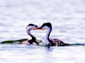 Western Grebe
