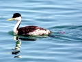 Western Grebe
