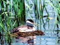 Western Grebe