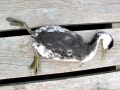 Western Grebe