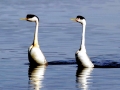 Western Grebe
