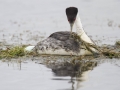 Western Grebe