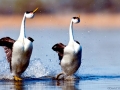 Western Grebe