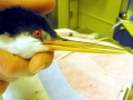 Western Grebe