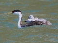 Western Grebe