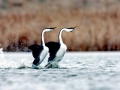 Western Grebe