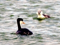 Western Grebe