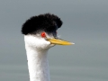 Western Grebe
