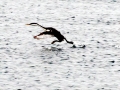 Western Grebe