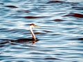 Western Grebe