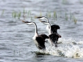 Western Grebe