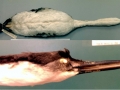 Western Grebe