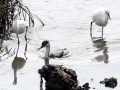 Western Grebe