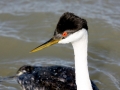 Western Grebe